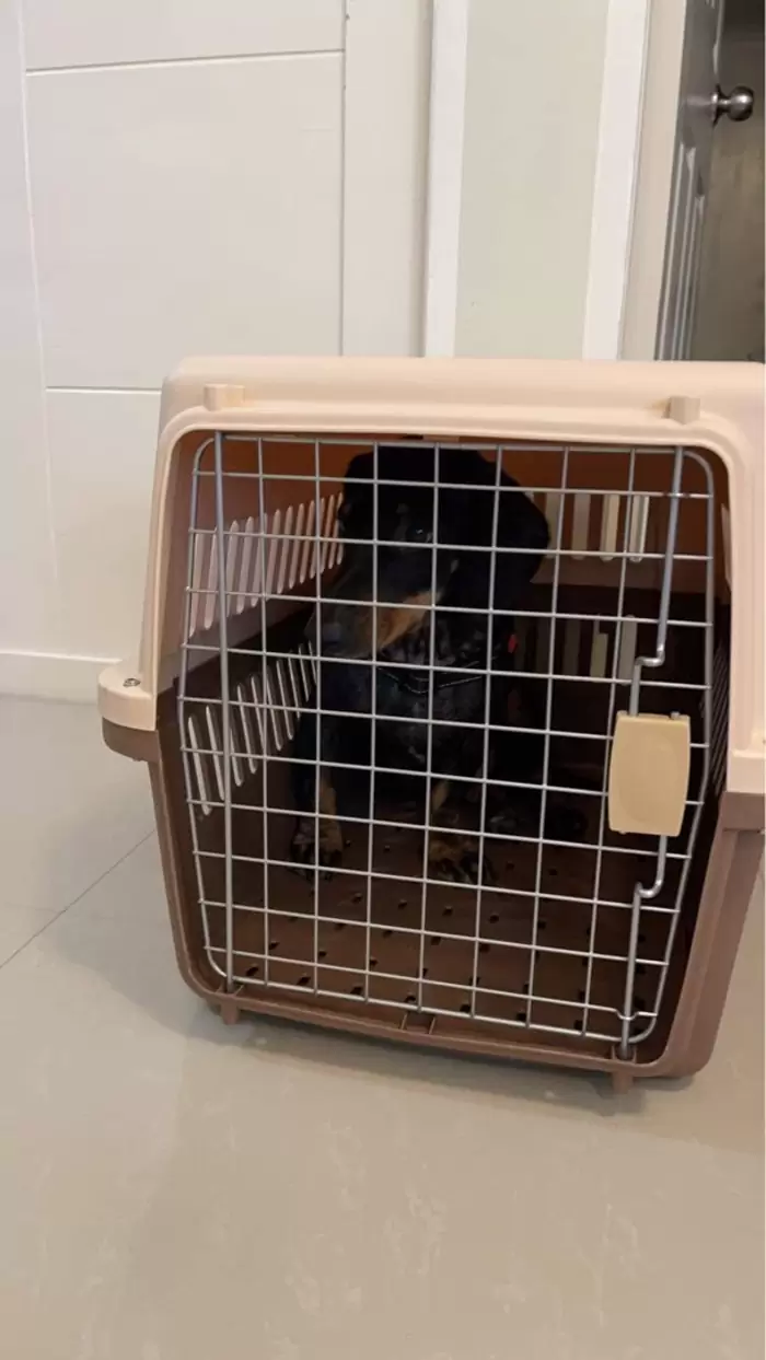 PHP 850 PET TRAVEL CRATE (large 2pcs) on