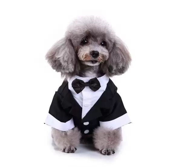 PHP 399 Dogs Black Tuxedo With Bow Tie on