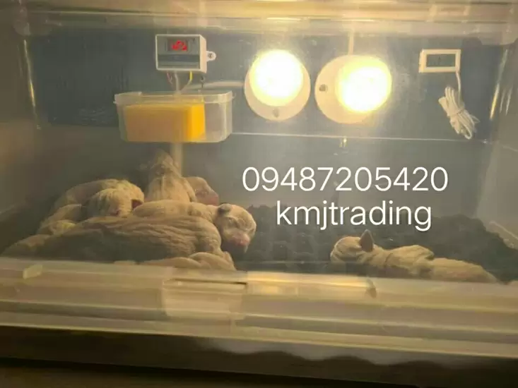 PHP 3,800 Incubator for newborn puppies and kittens on